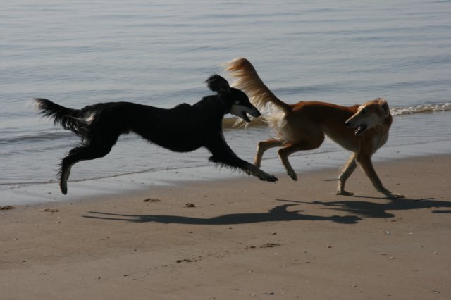 beidemannetjesnogsteedsophetstrand.jpg