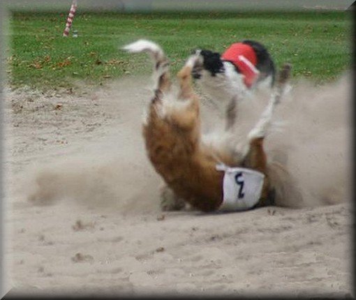 barzoisbijdekillopronostrand.jpg